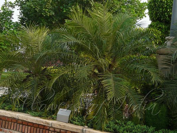 Pygmy Date Palm